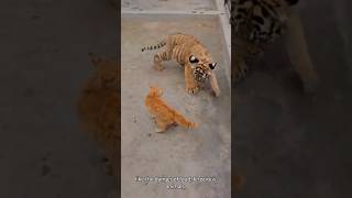 Is your cat brave or timid shorts youtubeshorts catlovers [upl. by Chernow311]