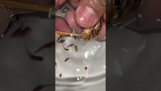 Auratus cichlid Fish giving birth to 10 baby fish ❤️👍🙏 fish aquariumfish [upl. by Amaj68]