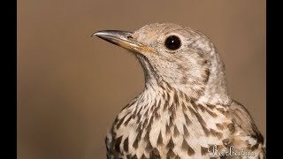 ZORZAL CHARLO  MISTLE THRUSH  Turdus viscivorus 4K [upl. by Llyrad]