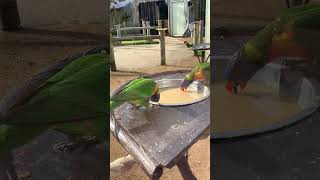 Rainbow Lorikeet Parrots drinking TONGUE ACTION👅 Cute animal video animal shorts Drusillas Park [upl. by Rahsab758]