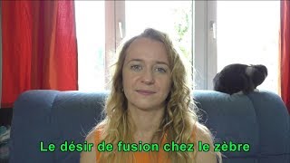 Le désir de fusion chez le zèbre [upl. by Ybhsa]