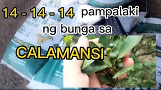 Ano ang mga ABONO na pwedeng pampalaki ng bunga sa CALAMANSI [upl. by Annaerda]