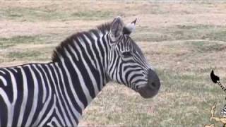 quotWhy dont we ride zebrasquot Childrens Documentary [upl. by Amoakuh]