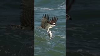 Crazy Osprey grabs huge catfish and almost gets dragged under bird osprey Glad I’m not a fish [upl. by Erodaeht548]