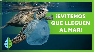 PLÁSTICOS en el MAR 🛍️🌊 ¡Causas Consecuencias y Soluciones [upl. by Ettenot]