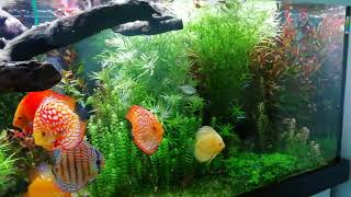 Planted Discus Tank Thanks Bernard Salgado Germany [upl. by Danforth403]