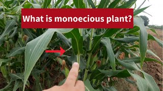 What is monoecious plant [upl. by Vincents]