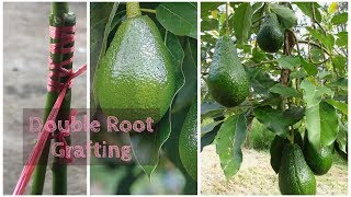 Grafting Avocado Double Rootstock [upl. by Ahsiem]