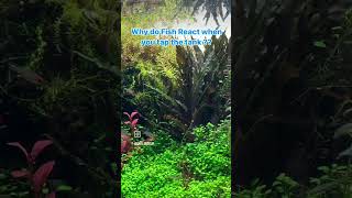 Why do Fish React fish aquarium fishkeeping fishlover plantedtank [upl. by Zoubek]