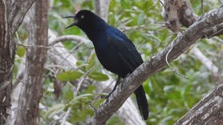 Greattailed Grackle Calling [upl. by Crissy]