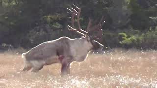 Effords Hunting Adventures Mark Peterson kills a trophy Woodland Caribou [upl. by Semaj]