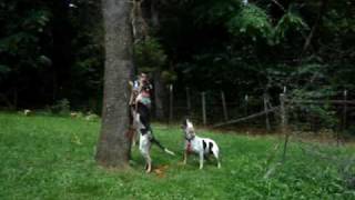 Bluetick Coonhound and Walker mix treeing a dead coon [upl. by Ekrub]