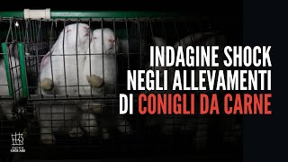 Indagine shock negli allevamenti di conigli da carne in Italia [upl. by Mildred]