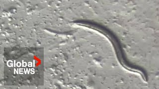 46000yearold worms squirm back to life after thawing from Siberian permafrost [upl. by Anivel115]