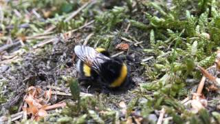 Erdhummel beim Nestbau Bombus terrestris  5 Minuten pure Entspannung [upl. by Ynavoj779]