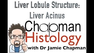 3 Min Histology  Liver Acinus [upl. by Aisul]