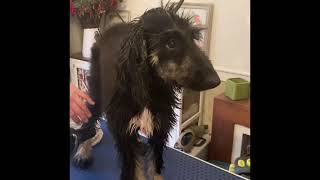 Afghan Hound Dog Grooming  Dry a Dog After Bathing [upl. by Ysnap]