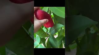 Wax Apple  Syzygium samarangense  Juicy Light Taste satisfying shortvideo [upl. by Aryk]