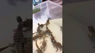 How To Buy A Uromastyx [upl. by Farrand]