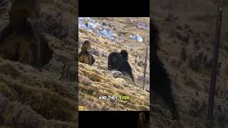 Snow Leopard VS Tibetan Mastiff Dogs 😱 wildlife [upl. by Novek]