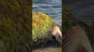 Seagull picks up food that is thrown to it Sea Gull Sounds Gulls funny birds birdslover [upl. by Yettie587]