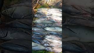 delicious fish grill fish cooking recipes shorts foodlovers streetfood food grill asianfood [upl. by Dane]