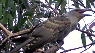 Channel billed cuckoo [upl. by Cristabel]