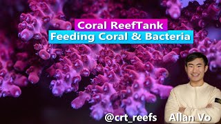 Feeding Coral utilizing Bacteria with Allan Vo aka crtreefs  Coral ReefTank [upl. by Eniawed350]