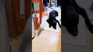 Tiny Kitten Sneaks Past Giant Dog To Check Out His Toy catdog fluffykitty kitten dog fyp sub [upl. by Chalmer488]