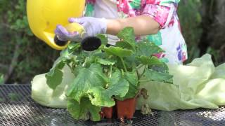 How to Save a Wilting Cucumber Plant  Garden Space [upl. by Ailin43]