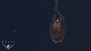 The anglerfish The original approach to deepsea fishing [upl. by Swainson]