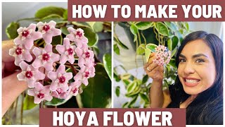 HOW TO MAKE YOUR HOYA FLOWER Hoya care tips Featuring Hoya Krimson Queen blooming [upl. by Meijer]