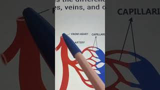 Capillaries veins and arteries arteries arteriesandveins capillaries [upl. by Einotna561]