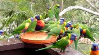 Rainbow Lorikeets at the bird bath and seed tray in Sydney [upl. by Amitak854]