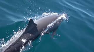 Seabirds and Dolphins off of Costa Ricas Pacific Coast [upl. by Massie185]