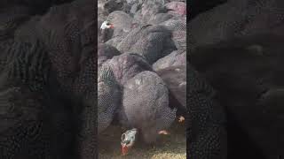 Guinea fowl farming Guineafowlfarming Chakorpalan guineafowl ytshortsvideo [upl. by Eniamret]