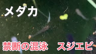 【メダカ混泳】禁断のスジエビとの混泳観察シリーズ完結編 [upl. by Micco]