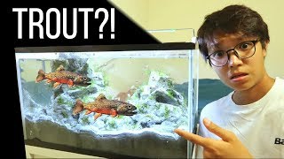 MICRO TROUTS for NEW 20 GALLON AQUARIUM [upl. by Brande]