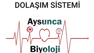 dolaşım sistemi KAN YAPISI yks biyoloji [upl. by Carbo845]