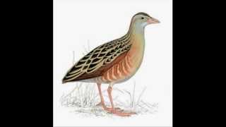 The Corncrake by Kentigern [upl. by Peyton]