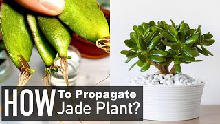 Jade Plant Propagation from Cuttings Crassula Ovata [upl. by Markowitz1]