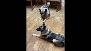 Pup Meets Fam 1st Time Since Baby Cute Mini Norwegian Elkhound [upl. by Edyaj]