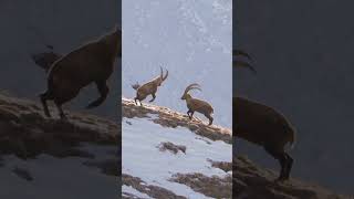 The alpine ibex are fighting for dominance fight goat nature hunting shorts viral ytshorts [upl. by Esilec332]