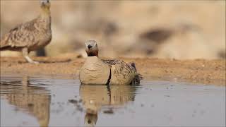 Black bellied sandgrouse Pterocles orientalis  קטה גדולה [upl. by Dnilasor]