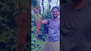 Kerala Home Vegetable Garden shorts nostalgia [upl. by Storer]