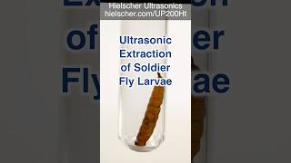 Soldier Fly Larvae  Ultrasonic Disintegration and Extraction sonicator extraction [upl. by Adnylg701]