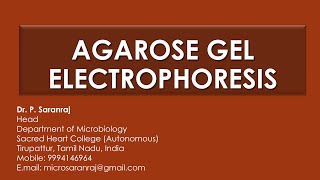 Agarose Gel Electrophoresis [upl. by Annahavas446]