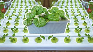 The Easiest Way to Grow Pak Choi or Bok Choy in Carefree Hydroponics [upl. by Aneeuq]