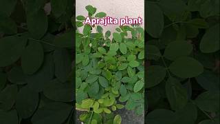 Beautiful flower plant gardening plants outdoorplants nature youtubeshort [upl. by Alyssa720]