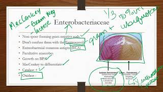 Enterobacteriaceae [upl. by Lexerd37]